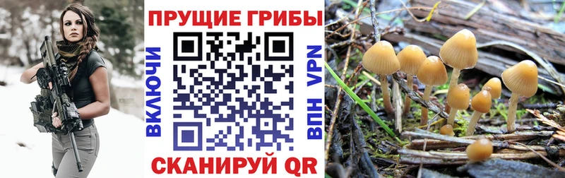 KRAKEN рабочий сайт Чаплыгин Псилоцибиновые грибы Psilocybe